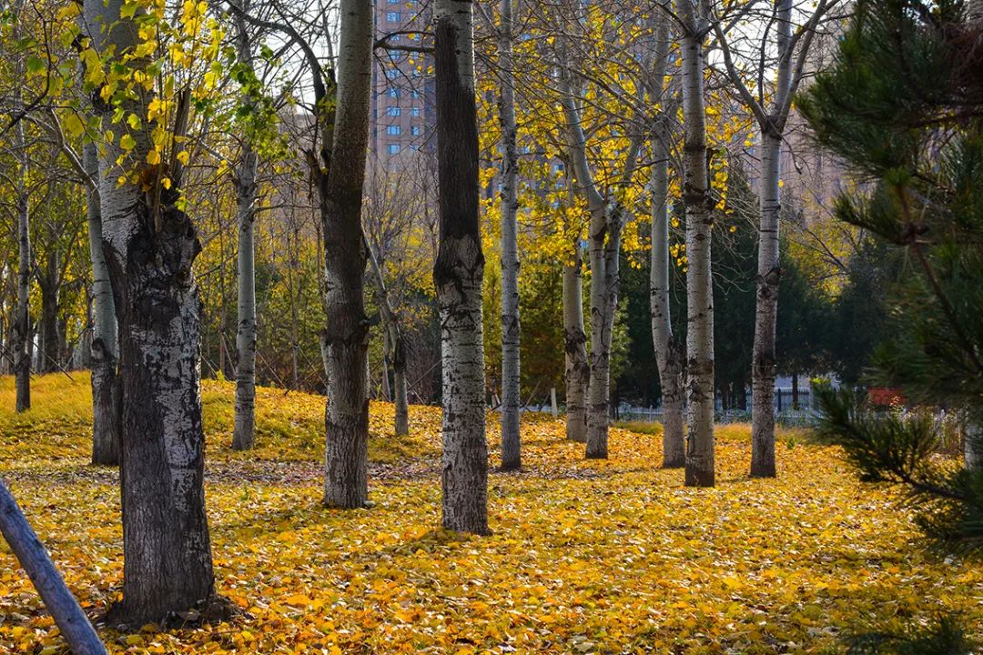 北京新开40个公园在哪里,北京十佳公园