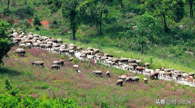 适合农村创业的十大养殖创业项目,返乡创业养殖有哪些扶持政策