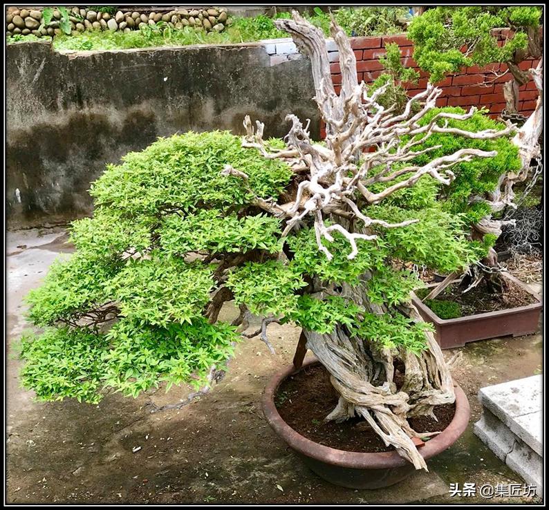 盘点五大树桩盆景流派和常用树种,盆景初学者种什么好