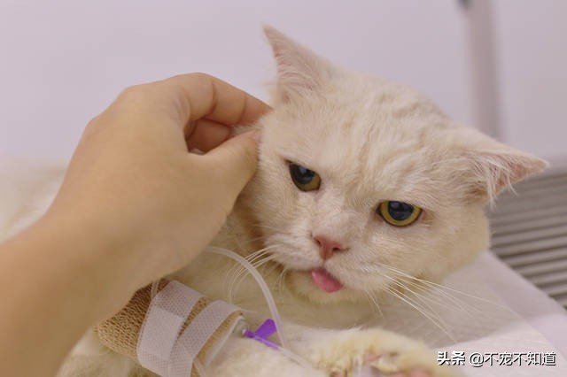 猫口炎不严重需要拔牙吗,猫口炎拔牙仍不能治愈的原因