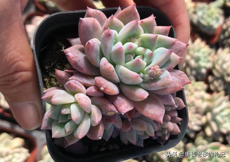 多肉上色一段时间又变绿,春天多肉褪色变绿怎么回事