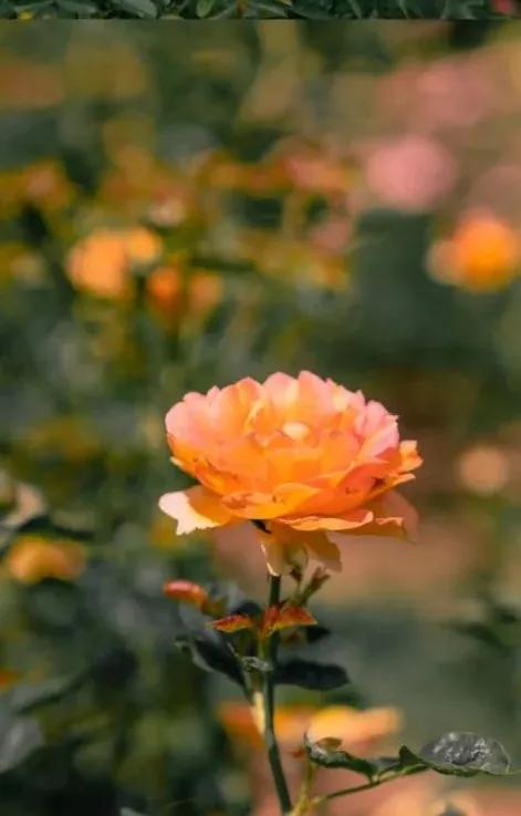 深圳十大免费花海公园,深圳红花山公园粉黛花海