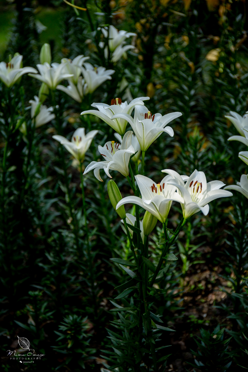 江南百年园林,江南私家园林所蕴含的人文情怀