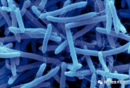 枯草芽孢杆菌100克价格,枯草芽孢杆菌和哈茨木霉菌