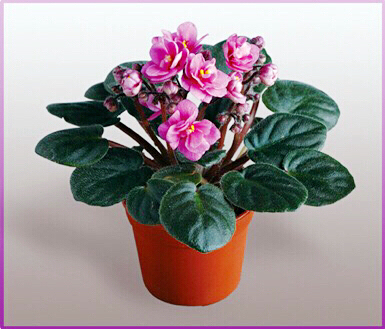 非洲紫罗兰盆栽,紫罗兰花卉盆栽图片