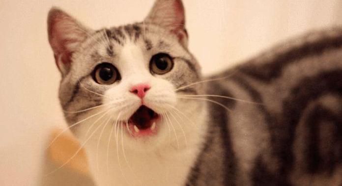 上班族适合养的猫咪,适合上班族养的猫咪