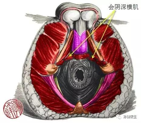 医学笔记︱男性会阴部的肌肉系统（中肛管水平）：（下）