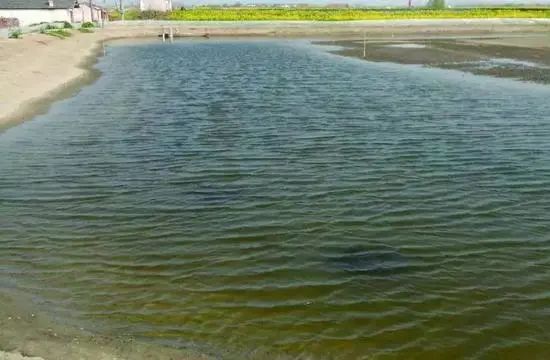 鱼塘藻类老化怎么处理,高温池塘藻类老化死亡
