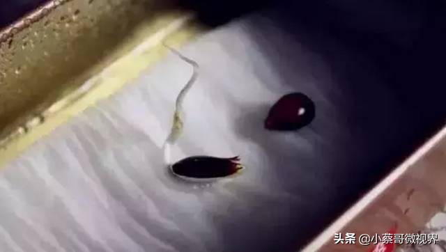 吃完的水果不要扔试试在家就能种,吃完的水果种子