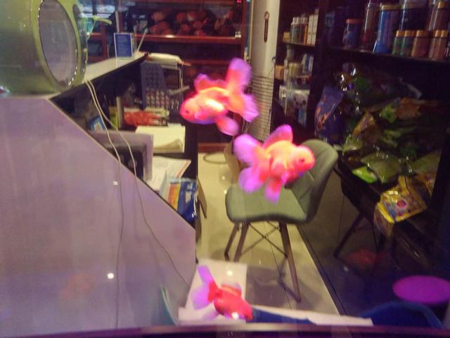 去市场里购买金鱼,一般哪里有金鱼及热带鱼买