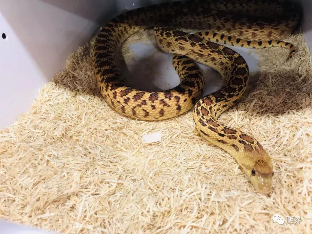 湛江爬宠店,深圳爬宠店在哪里