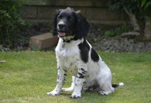 狂犬什么时间内打,正确的养狼犬方法视频