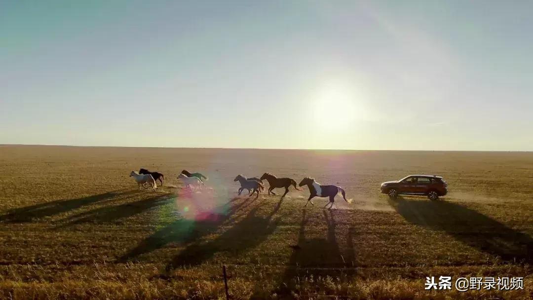 敖鲁古雅原始部落驯鹿喂草,敖鲁古雅驯鹿旅行