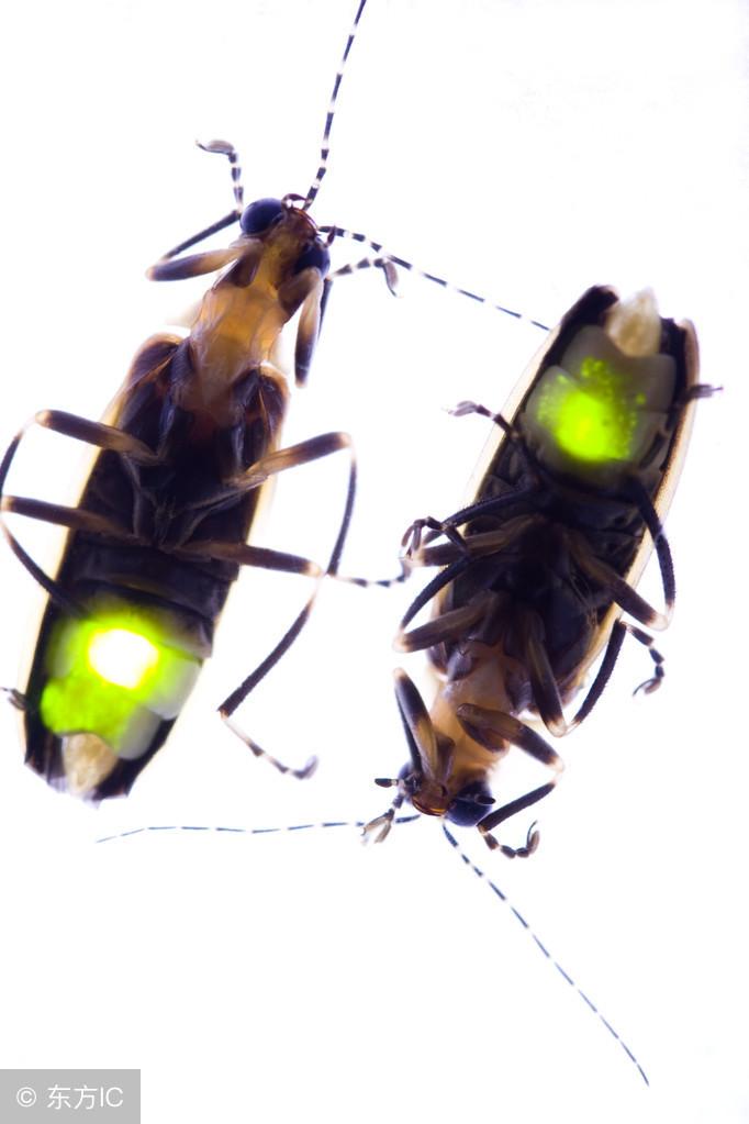 竟然先打上“麻醉剂”，等昏睡过后，无力抵抗，就消灭掉……