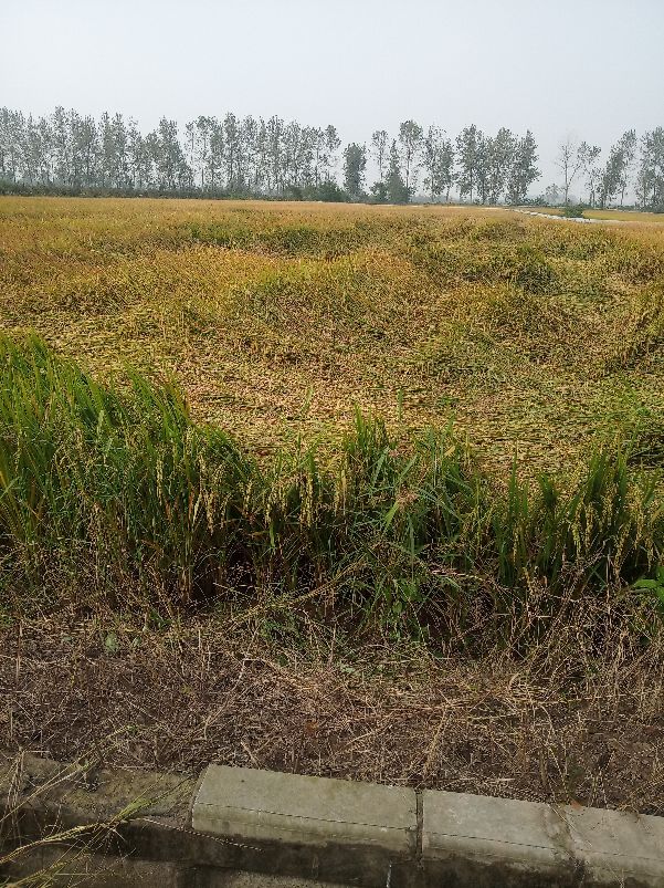 农村出嫁女因为土地吵架如何解决,农村嫁出去的女儿没有土地