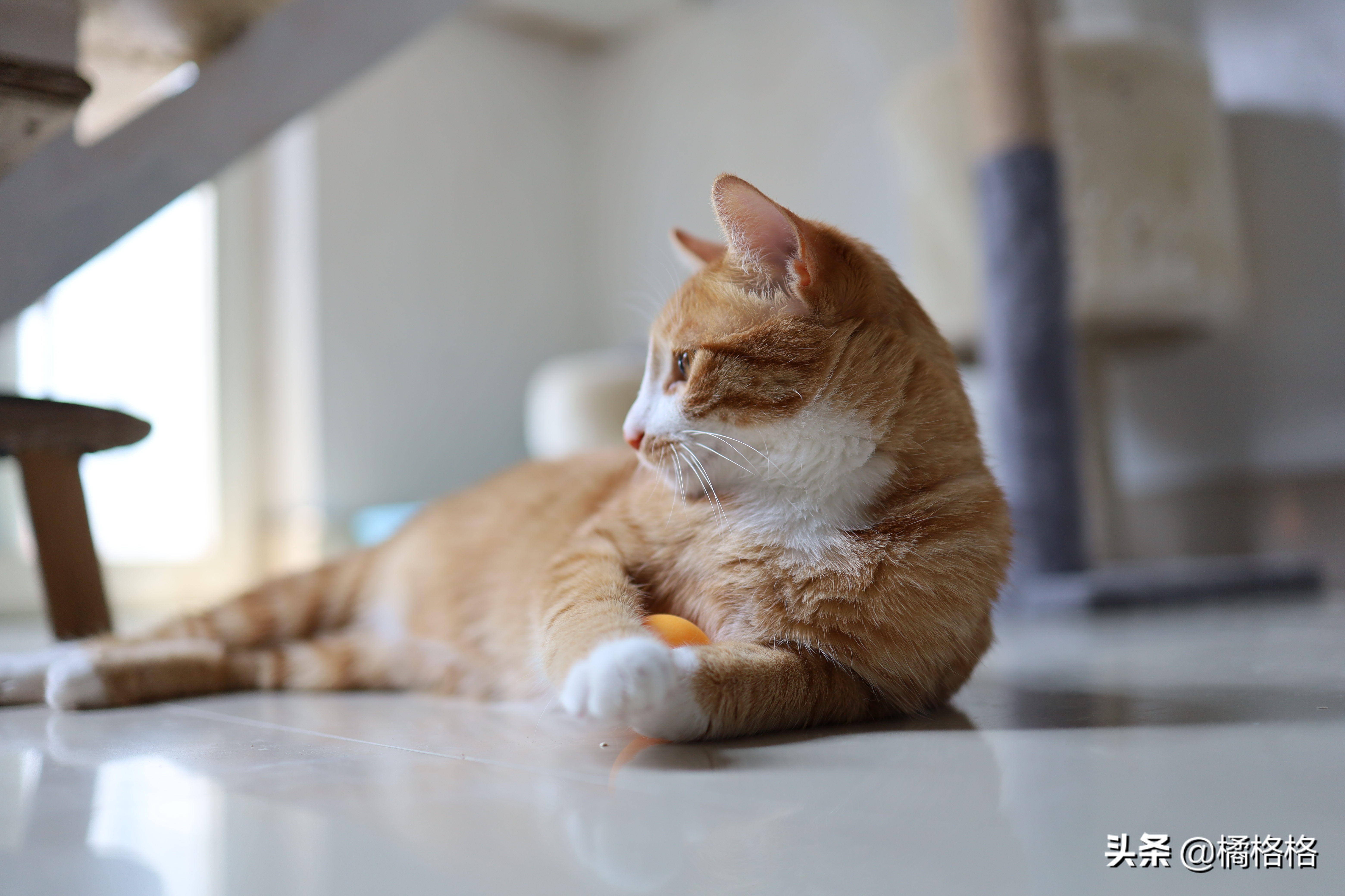 夏天给猫剃脚毛散热,夏天给猫剃毛用几毫米