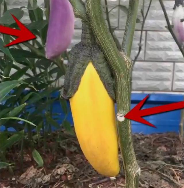 挑选茄子的方法看形状 (怎么挑茄子最准)