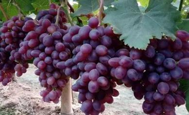 极早熟不掉粒葡萄新品种,2020年目前葡萄早熟好品种有哪些