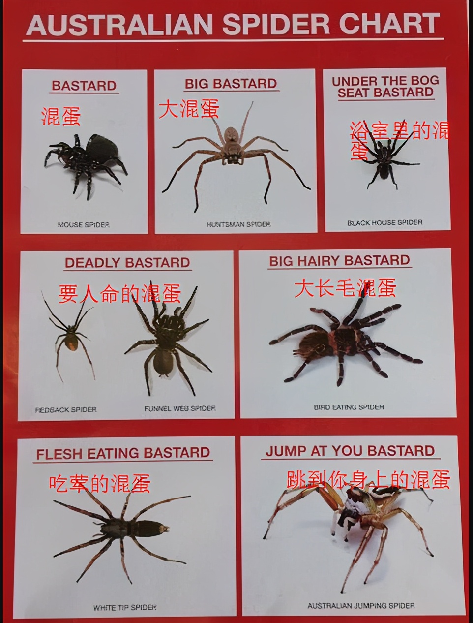 巨型蟑螂南方大蟑螂,广东巨型蟑螂和北方蟑螂对话