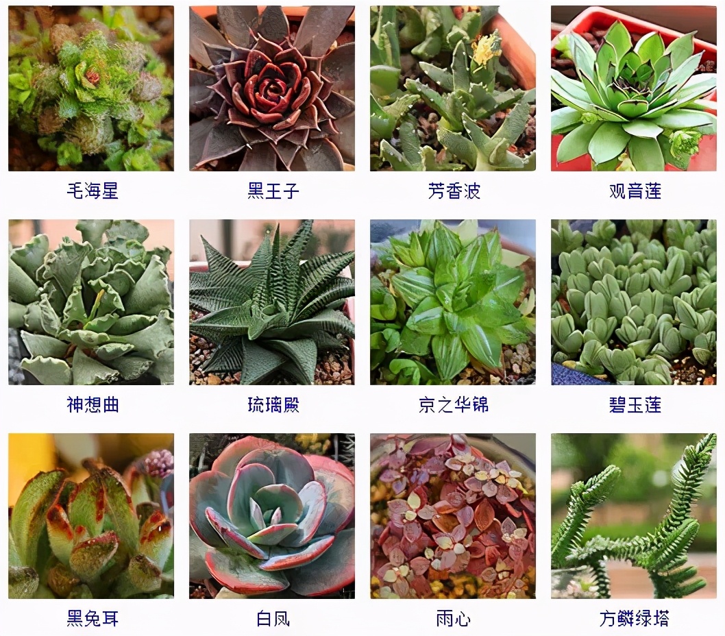夏季型多肉植物品种有哪些好养,怎么判断我的多肉植物是什么品种