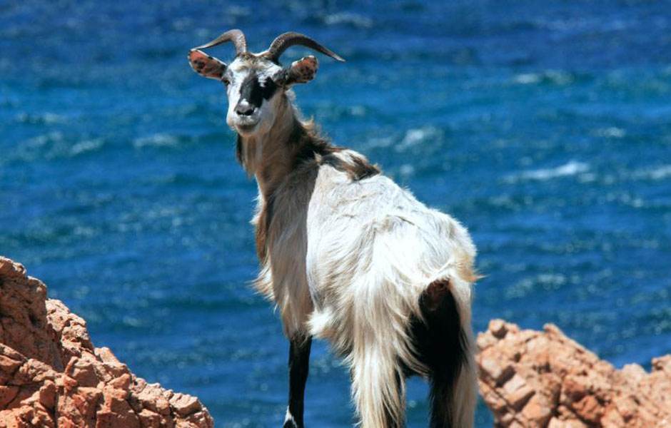 畜禽舍的防暑降温措施,家禽中暑的症状和最佳的防控措施