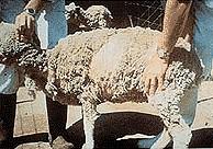 牛羊体外驱虫高效快速好方法,牛羊怎么驱虫才有效