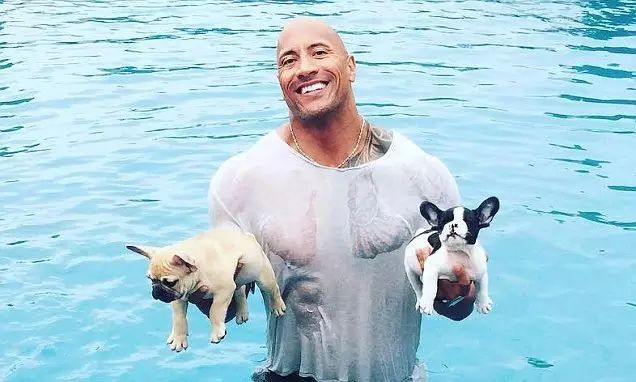 人气高的法国斗牛犬,养起来也不容易,需要注意这6点