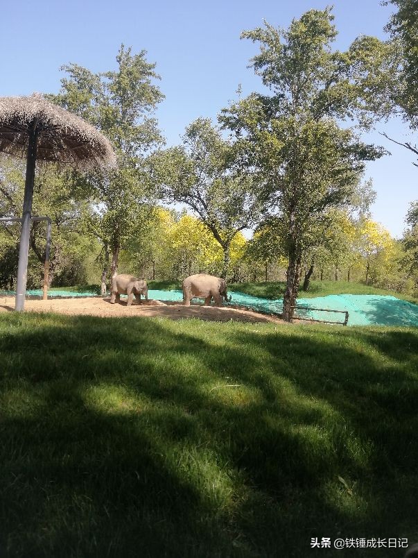 北京市延庆野生动物园,北京野生动物园攻略一日游路线图