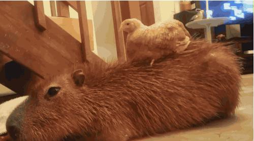 最大的鼠类动物,和猫一样大的长毛鼠小动物