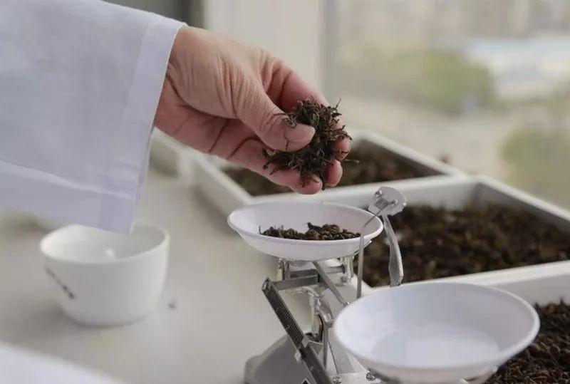 古树普洱茶茶树如何分类,普洱茶古树和单株的区别是什么