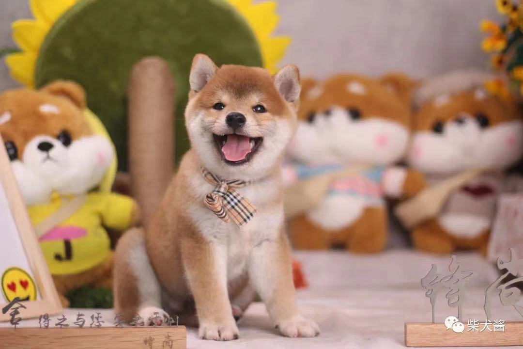 狗市柴犬多少钱一只,宠物狗市价格