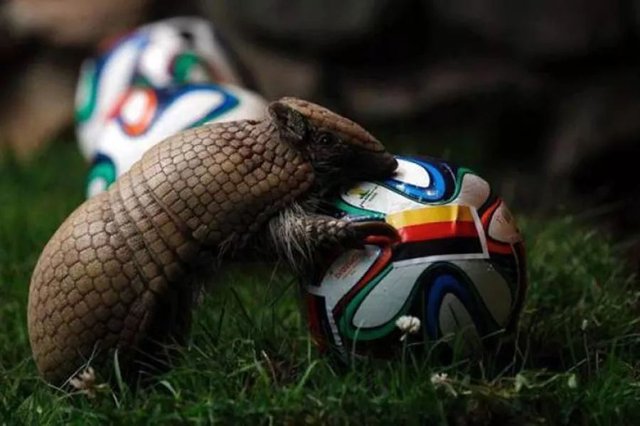 争当懂球帝，动物“神棍”C位出道