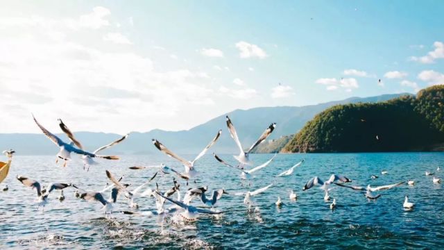 什么是云南品种,什么是云南的特色