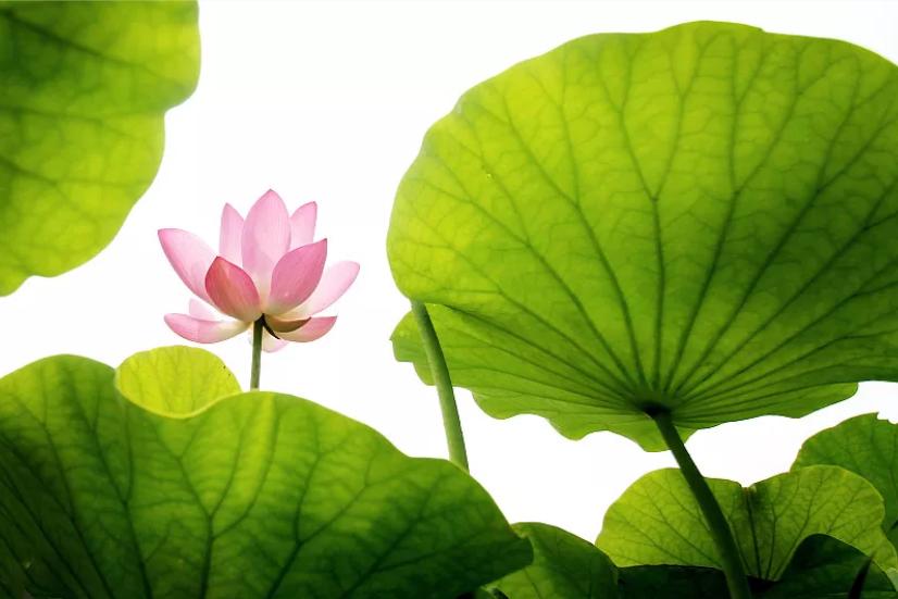 夏季生津止渴养生汤健脾祛湿,暑热喝什么解暑最好