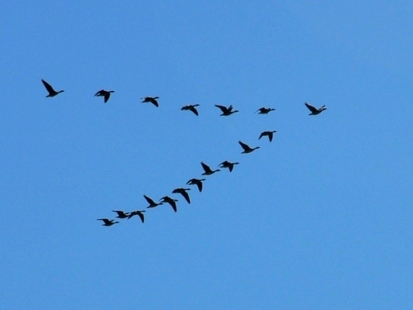 石门男人打女人事件,石门打鸟被抓