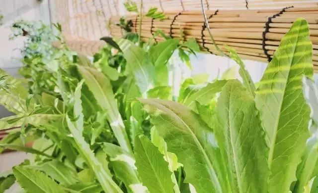 水培蔬菜家庭阳台种菜超简单,不用土在家种菜简单方法