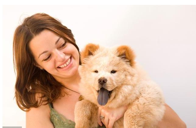 为什么松狮狗这么肥,为什么有人喜欢松狮