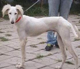 中华神犬和哮天犬的区别,当年的中华神犬为什么不养哮天犬