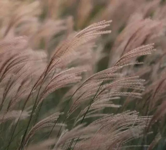 雨水花园植物区,雨水花园水生植物
