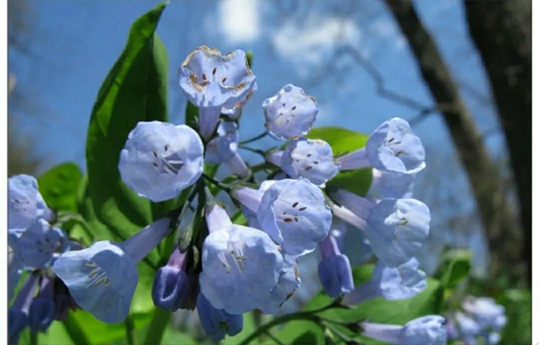 芳踪难觅濒危花！清新治愈篇：沙漠高原是吾家，豹子花的春天来了