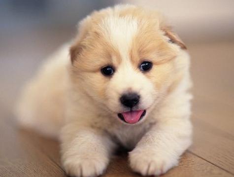 小狗崽不听话可以打吗,小狗崽一直咬东西怎么回事