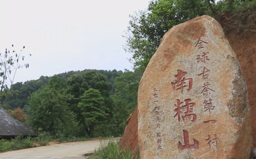 2017年南糯山，饮后半小时仍香甜醉人