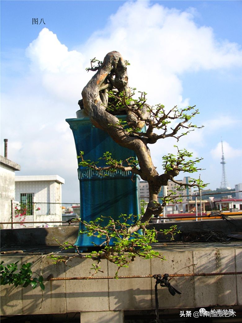 岭南盆景造型技术视频,岭南盆景极品成型图片
