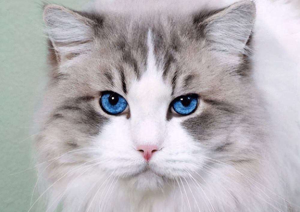 猫咪吃了驱虫药后走路摇晃,猫走路头歪打晃是怎么回事