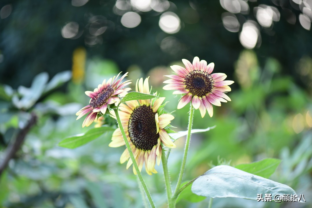 这个夏天我在花园里种向日葵|园丁
