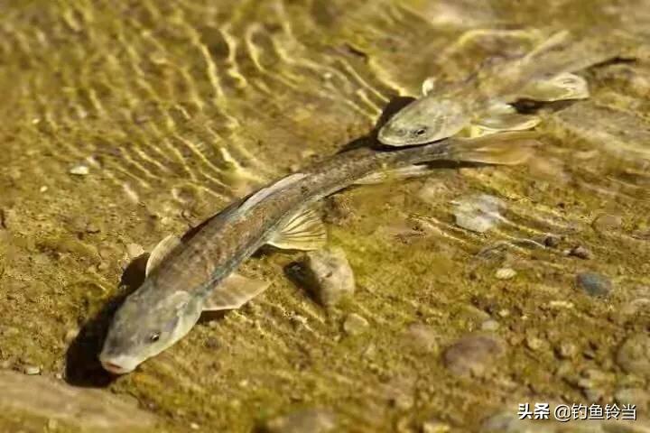青海湖湟鱼已经进入洄游季,青海湟鱼资源