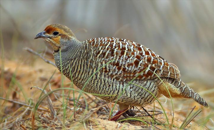 东江揽胜,惠州淡水常见鸟类图谱