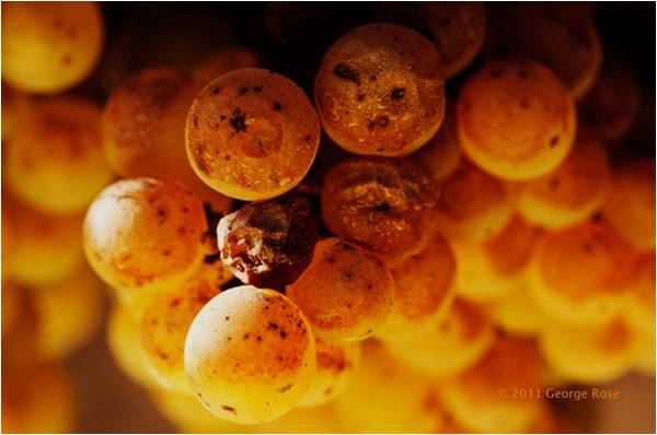 好看又好喝的自酿甜酒,有的甜酒特别甜