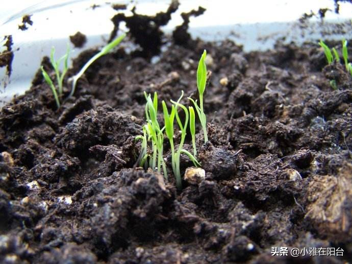 枸杞盆景扦插好活吗,枸杞盆景能否扦插