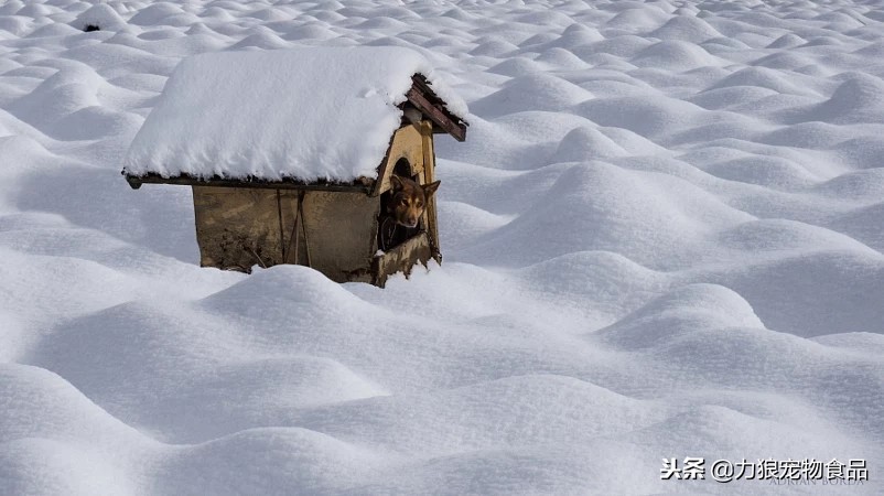 鍏荤嫍瑕佸仛鍒板畾鏈熼┍铏嫍鐙楁墠鍋ュ悍,鍏荤嫍鏃跺簲璇ュ浣曟墦棰勯槻閽堝拰椹辫櫕